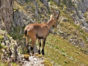 61 Stambecco al Passo della Selletta ci osserva mentre scendiamo